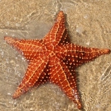 Маришка, г. Долинск