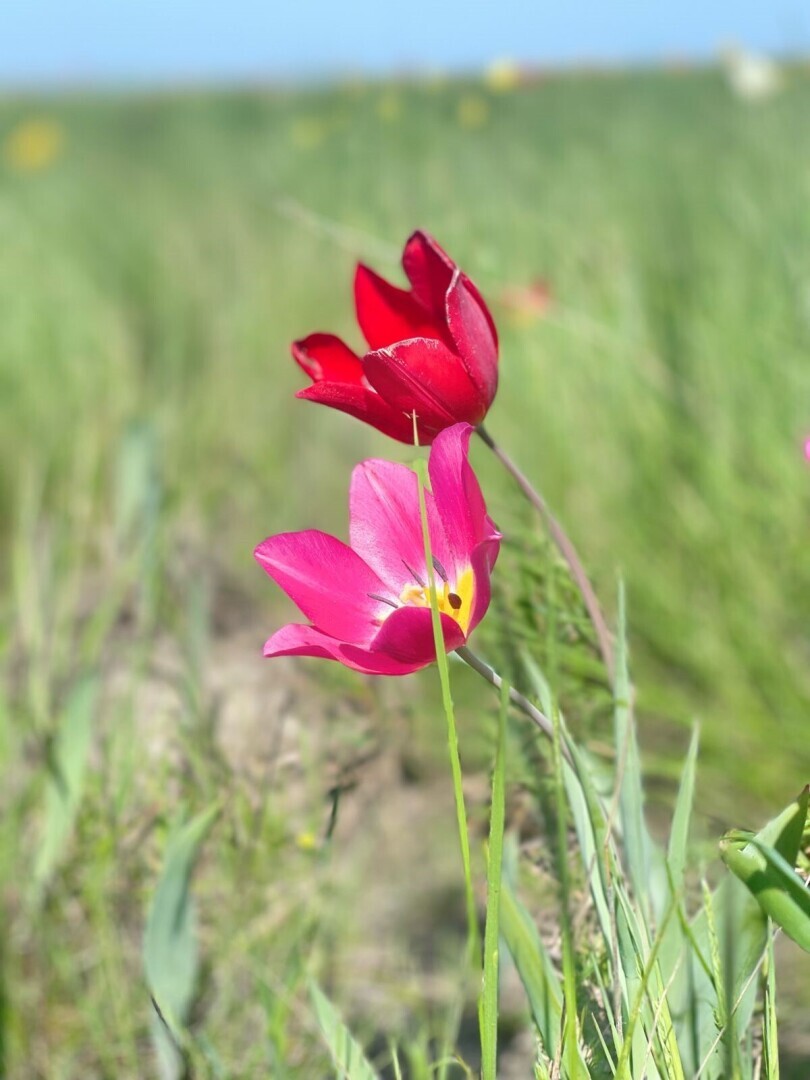 Леди и Бродяга. История одной первой любви.