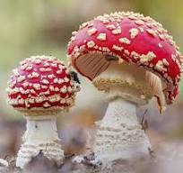 Мухоморы: Полезные свойства и правильный прием