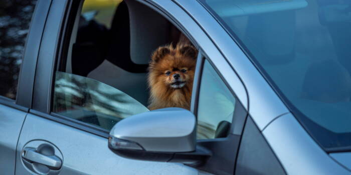 Как защитить вашего питомца во время автомобильных поездок?