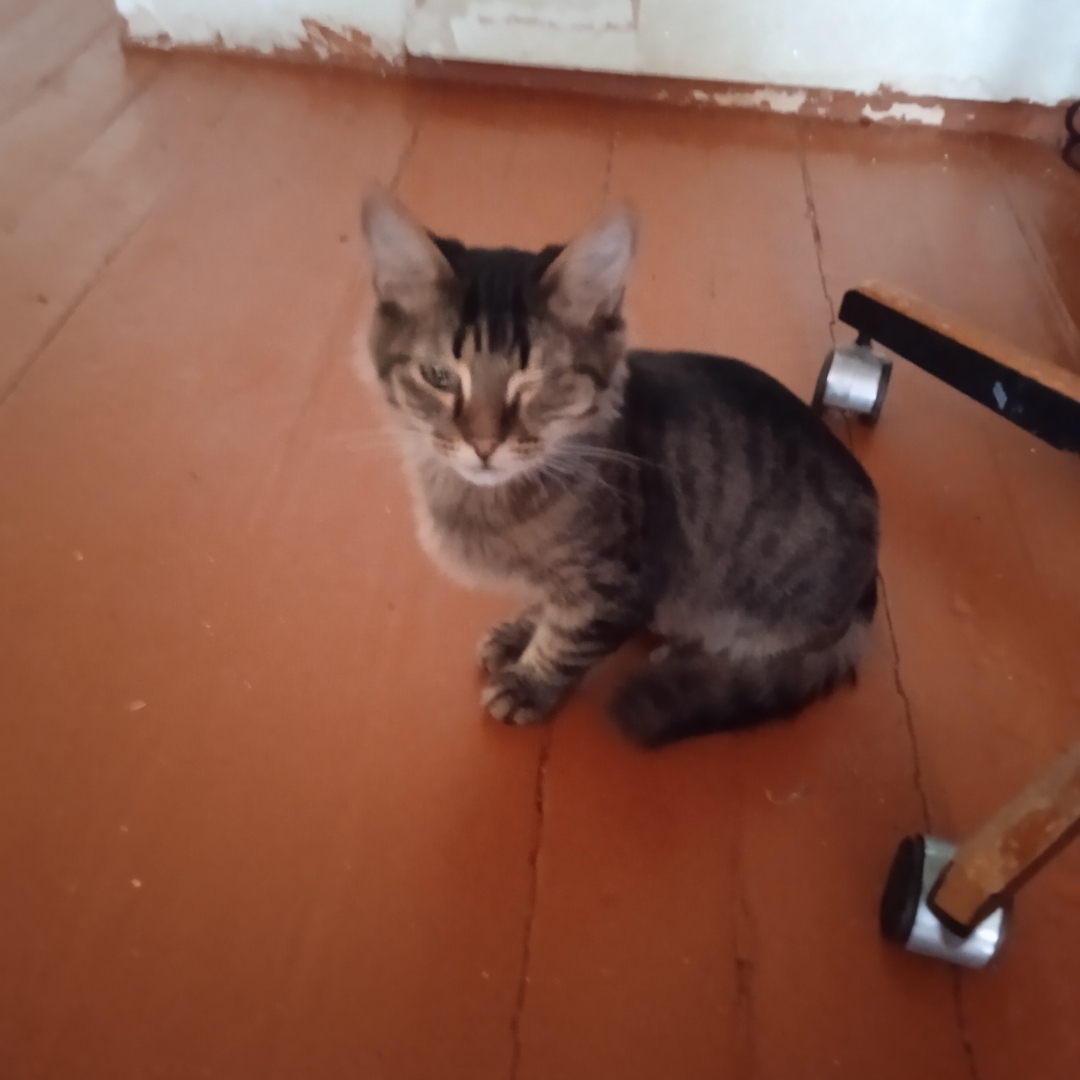 Весело живем с котятами. Продолжение 2.