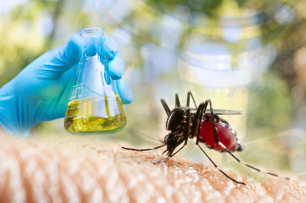 Здоровье: Какие народные средства на самом деле помогают от комаров? И помогают ли?