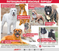 Выгул потенциально опасных пород собак: за или против?