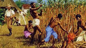 Почему негры были вынуждены работать на плантациях