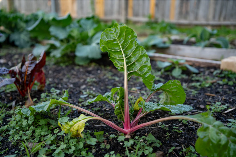Как не дать вредителям уничтожить ваш сад