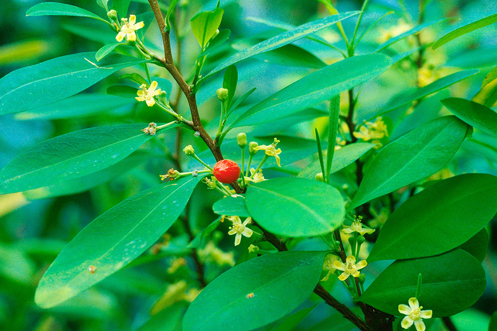 Что грозит дачникам за культивирование запрещённых растений — штраф или уголовная ответственность?