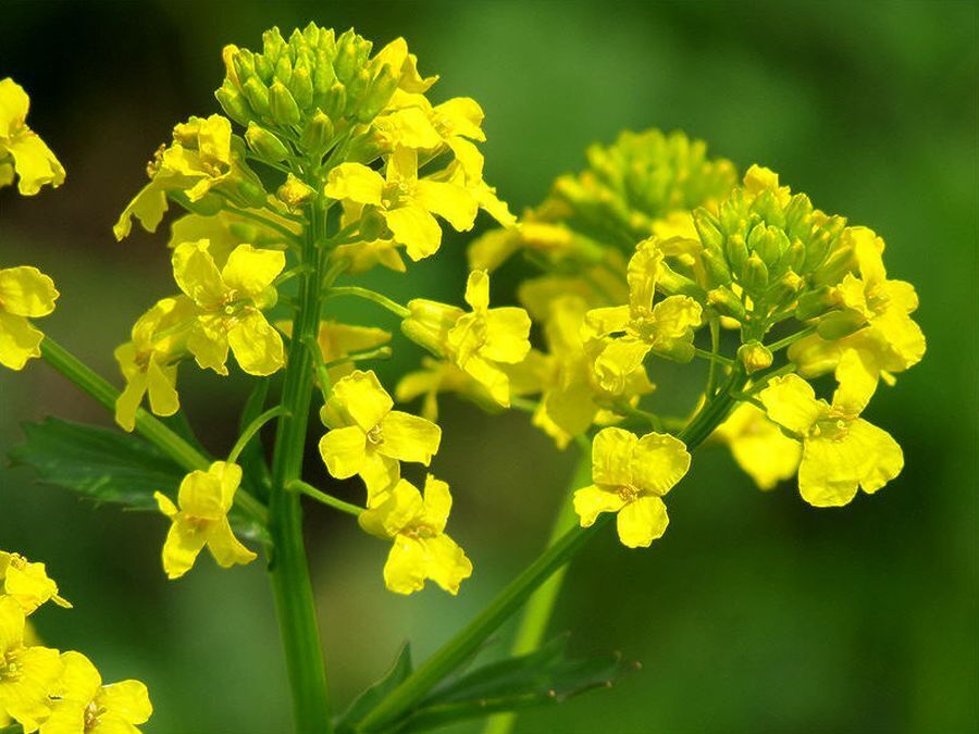 А вы знаете, что простая трава сурепка повышает иммунитет, полезна для мужчин и для репродуктивной функции женщин? Или считаете её сорняком?