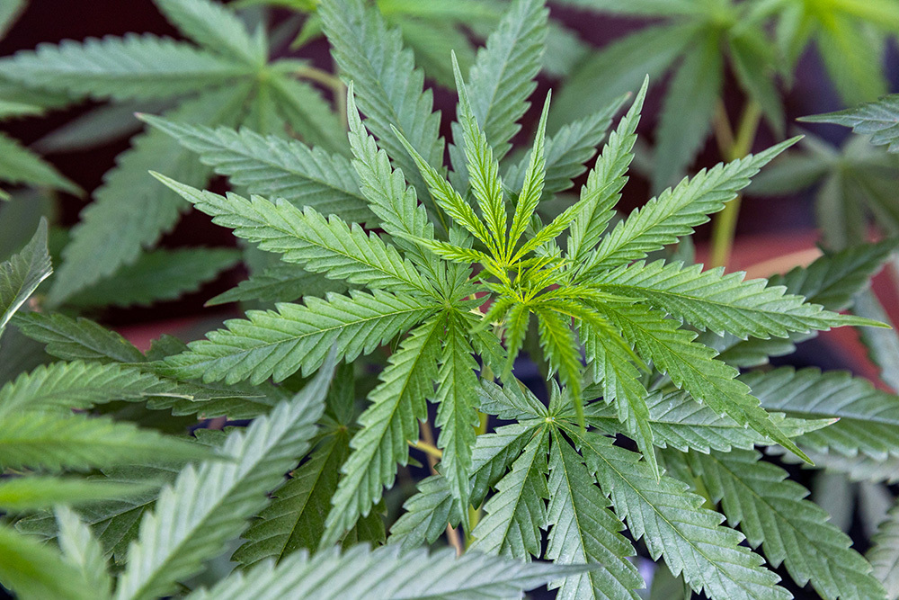 Что грозит дачникам за культивирование запрещённых растений — штраф или уголовная ответственность?