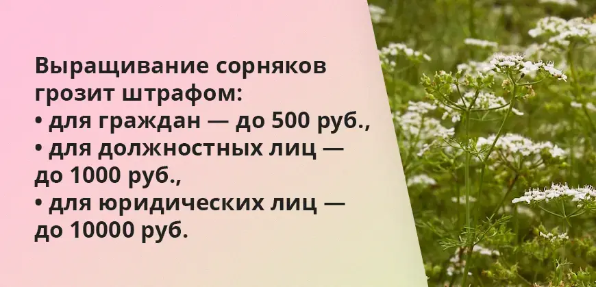 Что грозит дачникам за культивирование запрещённых растений — штраф или уголовная ответственность?