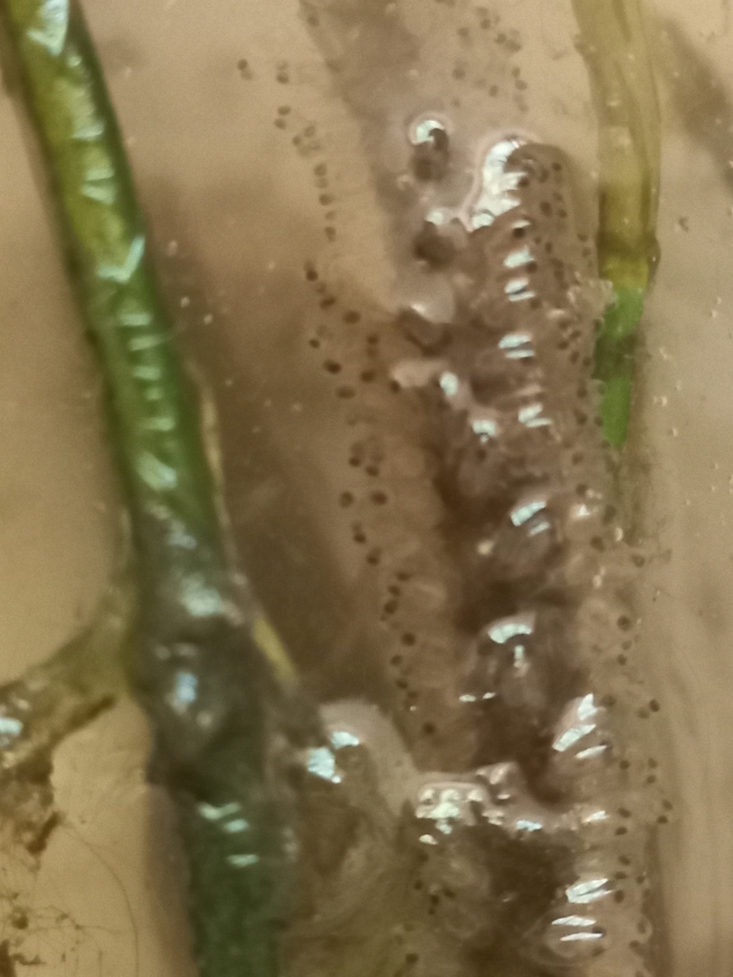 Как выглядит икра рыбы, и где откладывает икру ротан.