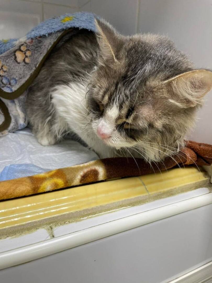 Челябинский кот пережил экстремальную стирку и стал звездой интернета!