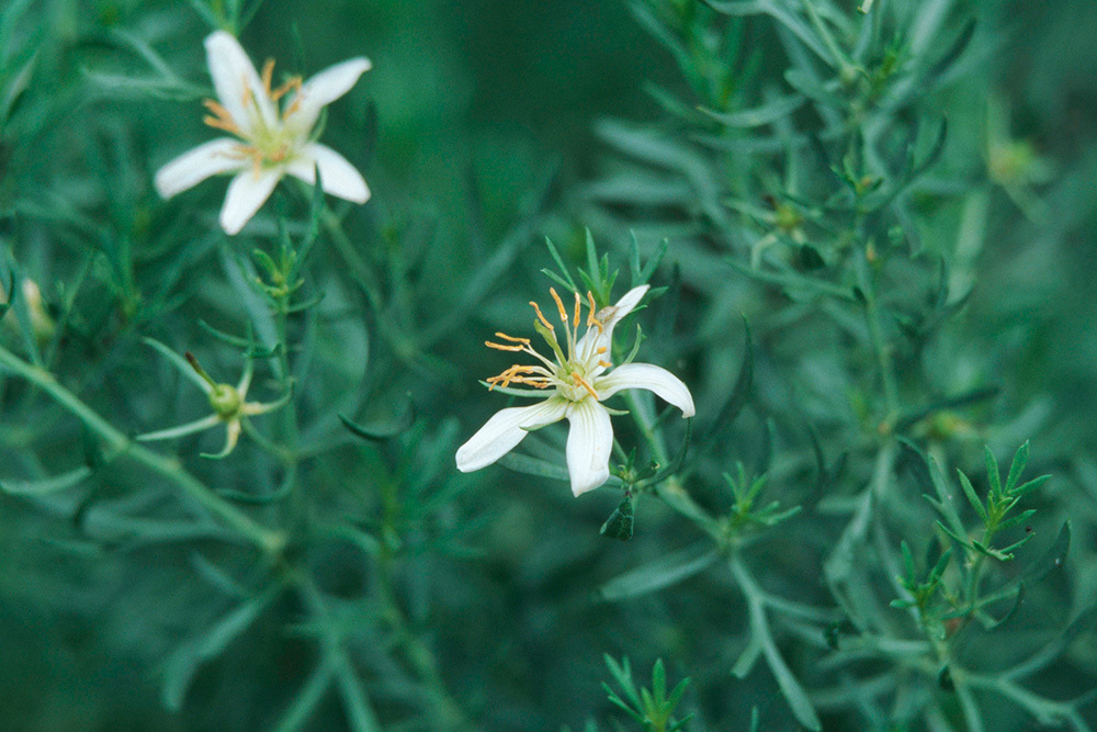 Что грозит дачникам за культивирование запрещённых растений — штраф или уголовная ответственность?