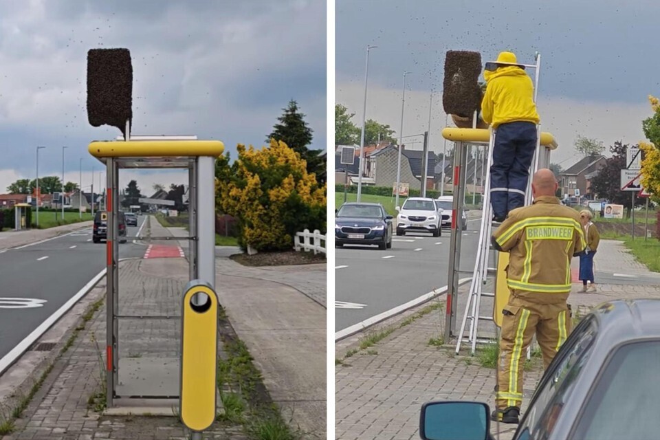 На остановке сел рой пчел, на помощь приходит пчеловод