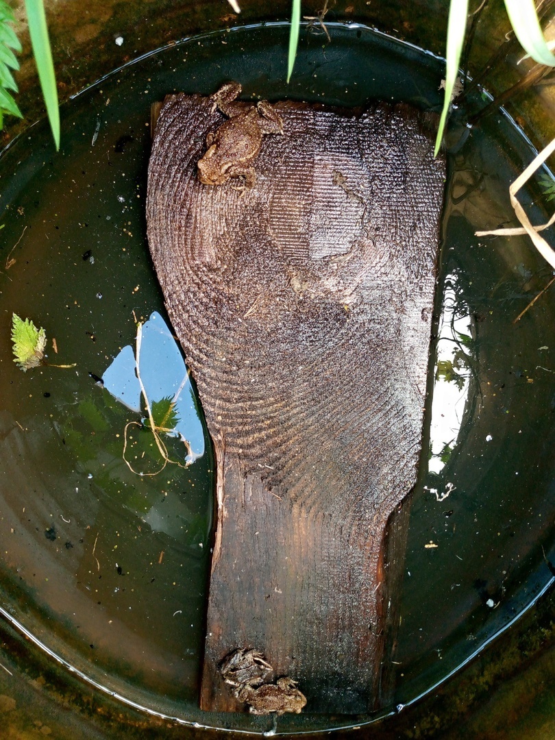 Как я на даче в свёрнутом шланге свою, типа, «царевну-лягушку» нашёл