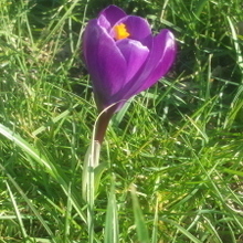 Линда, г. Бор