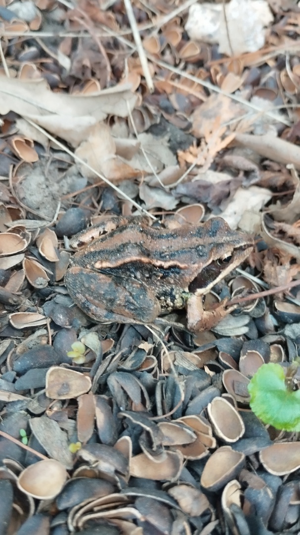 Как я на даче в свёрнутом шланге свою, типа, «царевну-лягушку» нашёл