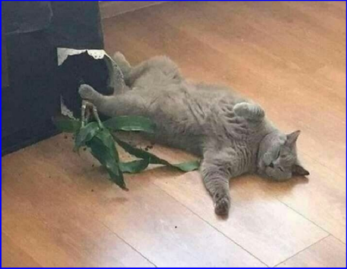 Котопозитивчик «Майская блажь»🤗