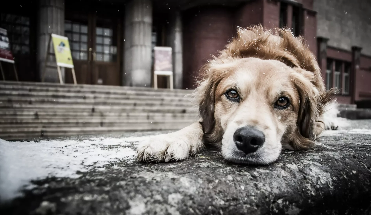 В зону СВО вместо эвтаназии. Депутат предложил использовать бездомных собак на благо Родины