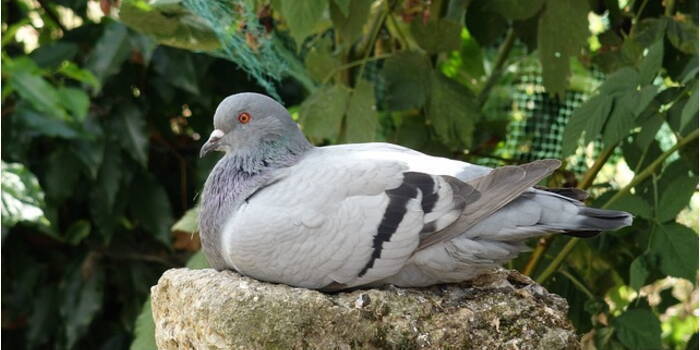 Как и люди, эта птица способна совершать «мысленное путешествие в прошлое».