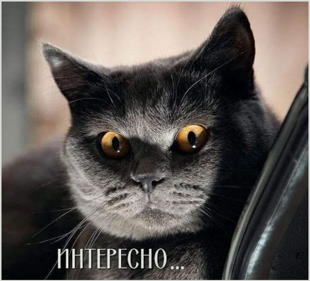 Котопозитивчик «Майская блажь»🤗