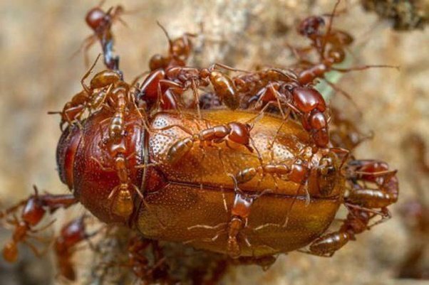 Какие животные убивают наиболее болезненно?