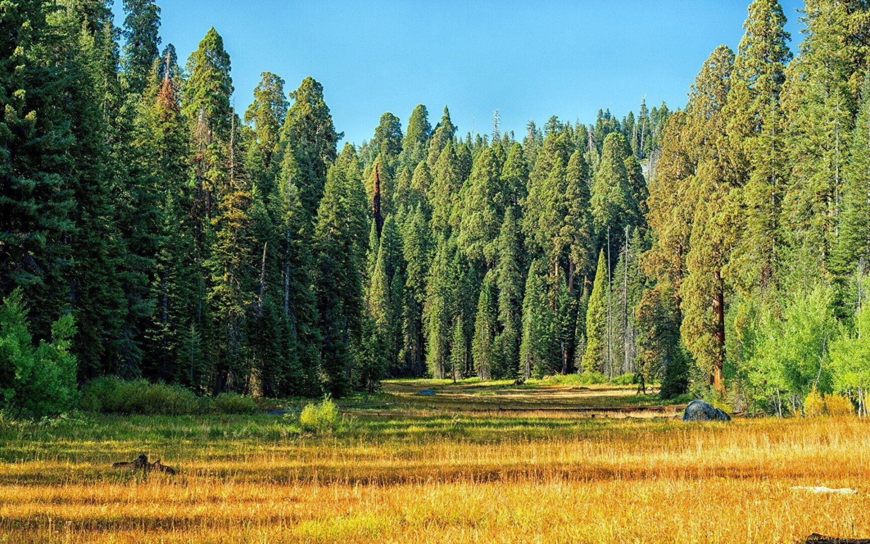 Лес - это уникальное природное явление, которое является одним из самых важных компонентов нашей планеты