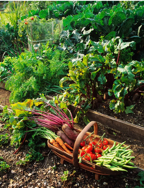 Идеи сада дикой природы – 13 способов превратить ваш задний двор в экологически чистый участок