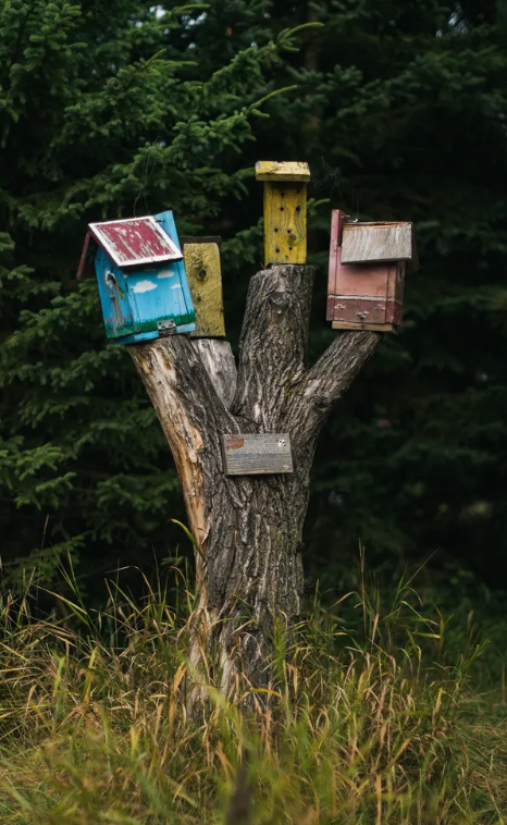 Идеи сада дикой природы – 13 способов превратить ваш задний двор в экологически чистый участок