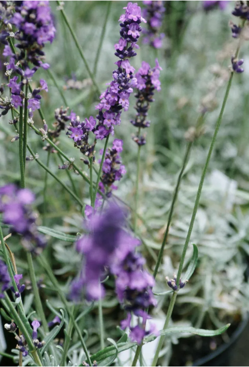 Идеи сада дикой природы – 13 способов превратить ваш задний двор в экологически чистый участок