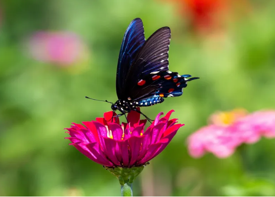 Идеи сада дикой природы – 13 способов превратить ваш задний двор в экологически чистый участок