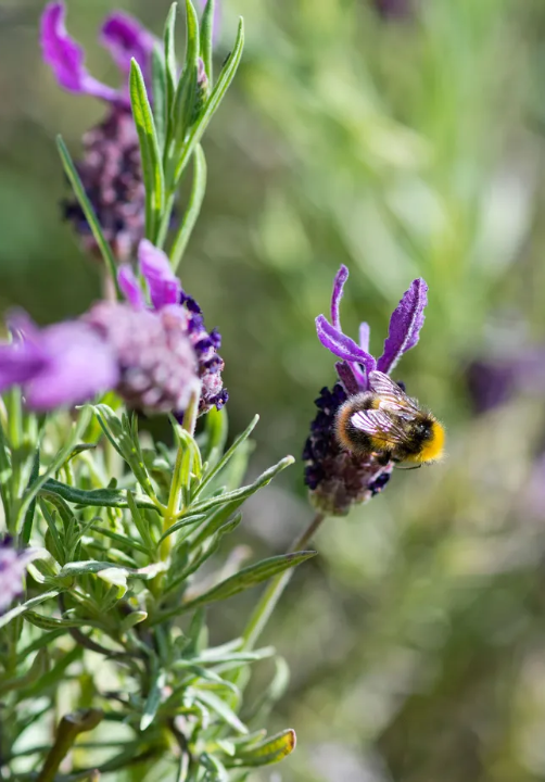 Идеи сада дикой природы – 13 способов превратить ваш задний двор в экологически чистый участок