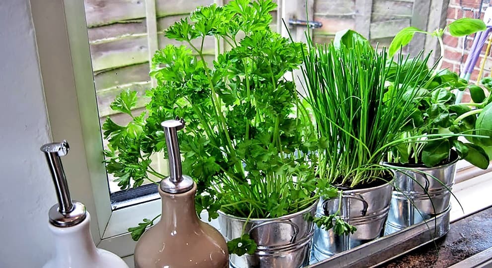 Выбираем семена для оконного огорода.