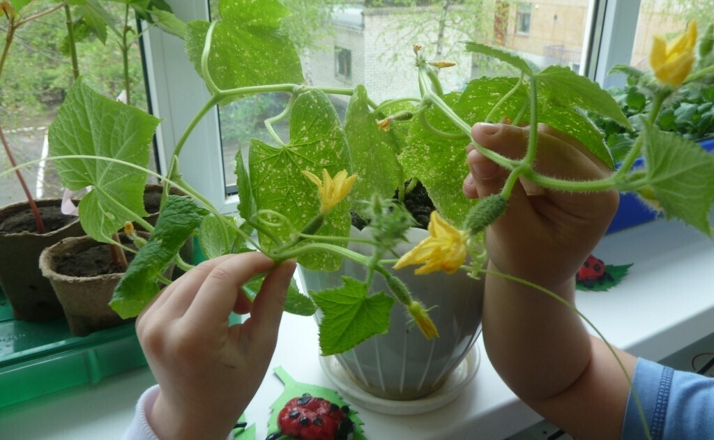 Выбираем семена для оконного огорода.