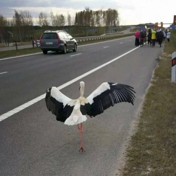 Чудо история о православном аисте паломнике