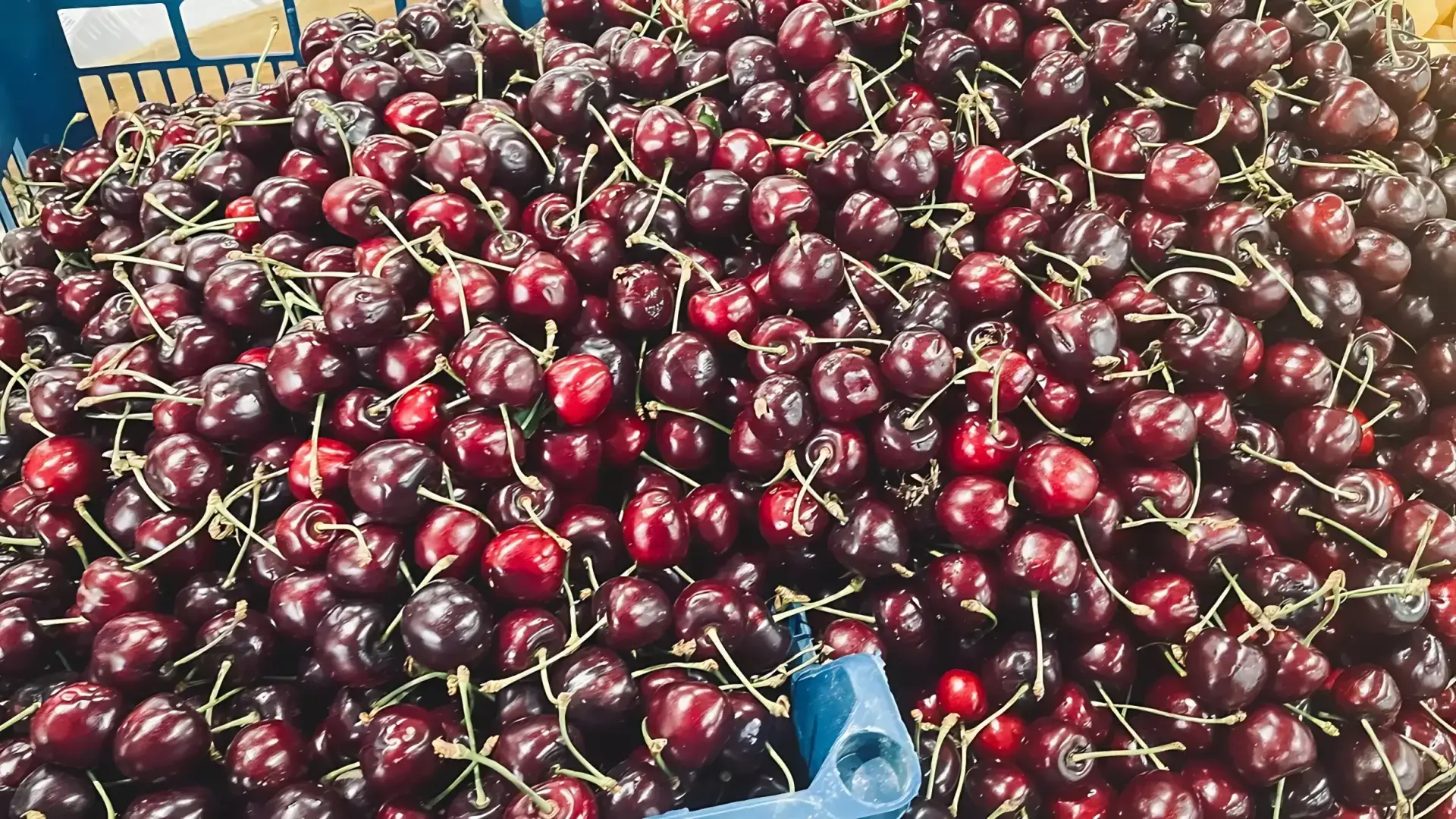 Одну ягодку беру, на другую смотрю, третью примечаю.Цены на черешню бьют рекорды, даже песню сочинили!
