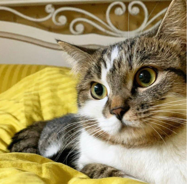 Не выдержала жары? На борту рейса Москва — Анталья умерла кошка Маруся