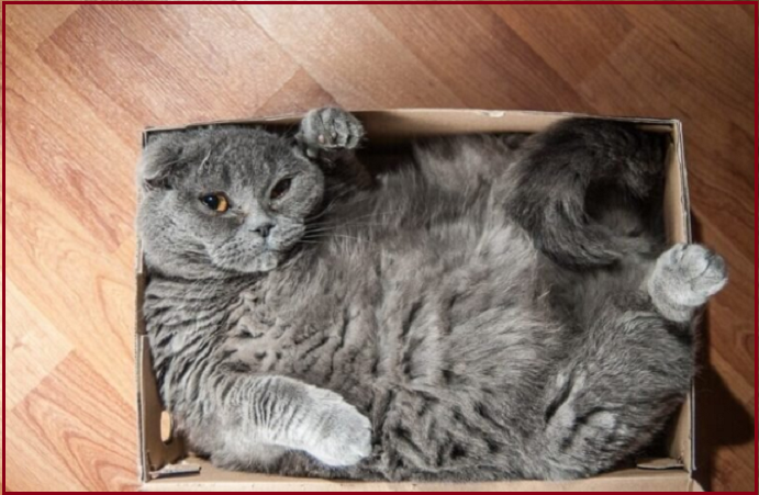 🐾 Котопозитивчик для НЕКОТЯЕВ 🤗