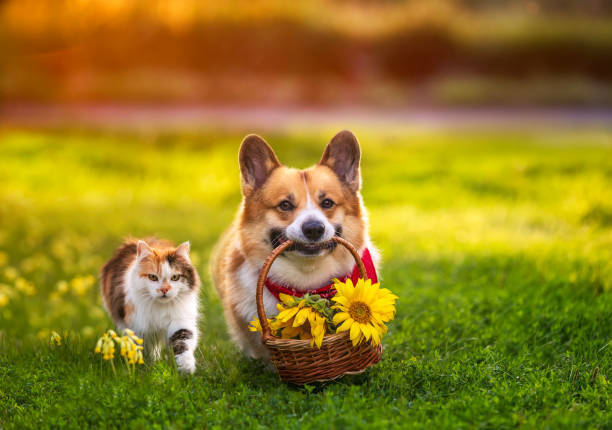 Опасно ли лето для домашних питомцев? Какие правила помогут уберечь кошек и собак в летнюю жару