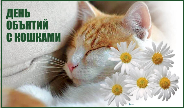 🐾 Котопозитивчик для НЕКОТЯЕВ 🤗