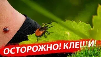 Опасность укуса клеща при посещении леса.