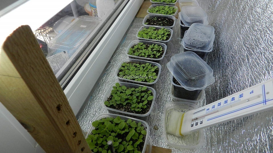 Температурный режим для выращивания овощей при зимней посадке.