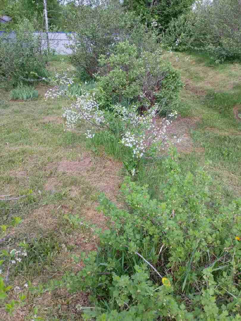 Деревенские красоты: первые цветы, зеленая травка и свежий воздух Личные впечатления, фото и мнение автора