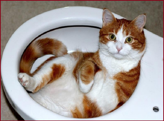 🐾 Котопозитивчик для НЕКОТЯЕВ 🤗