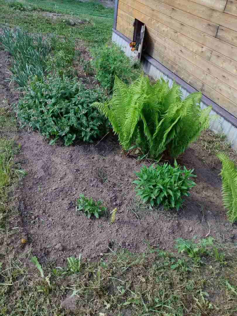 Деревенские красоты: первые цветы, зеленая травка и свежий воздух Личные впечатления, фото и мнение автора