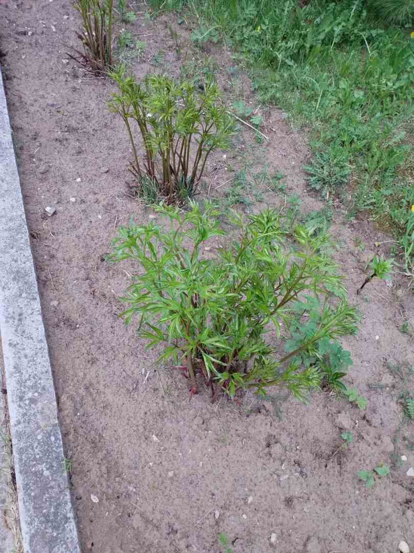 Деревенские красоты: первые цветы, зеленая травка и свежий воздух Личные впечатления, фото и мнение автора