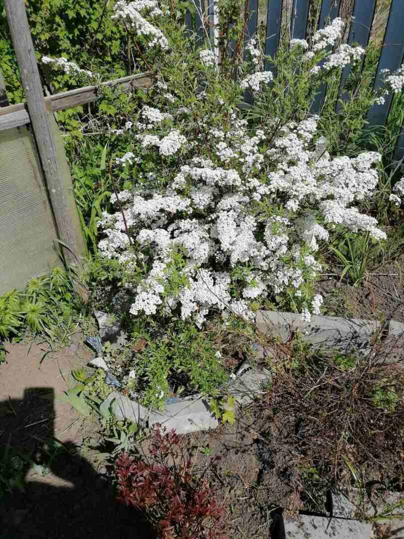 Деревенские красоты: первые цветы, зеленая травка и свежий воздух Личные впечатления, фото и мнение автора