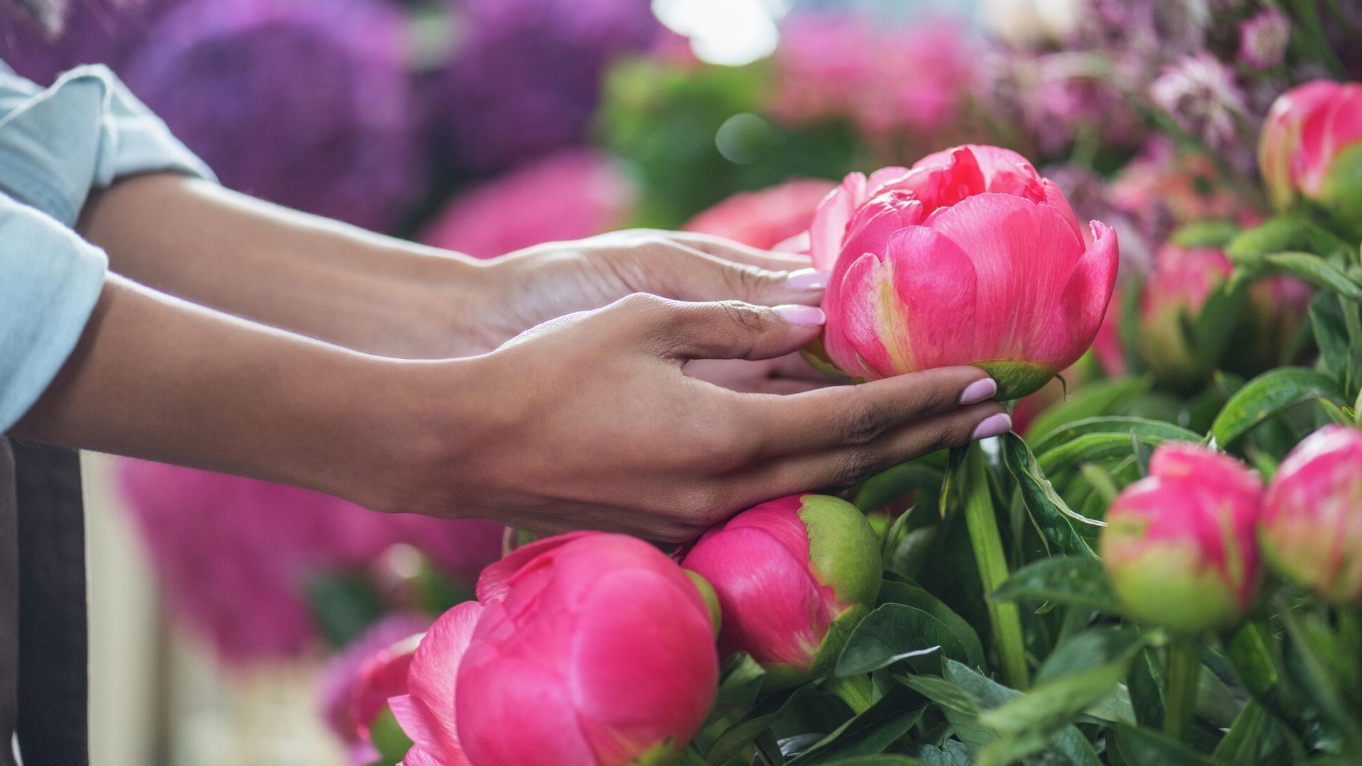 Когда и чем подкормить пионы весной для пышного цветения