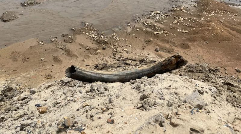 У побережья Флориды, дайвер нашел бивень мамонта возрастом 10 миллионов лет