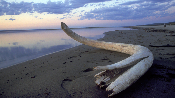 У побережья Флориды, дайвер нашел бивень мамонта возрастом 10 миллионов лет