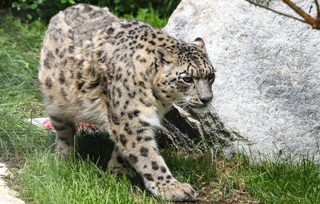 В Московском зоопарке открывается новое место обитания снежного барса
